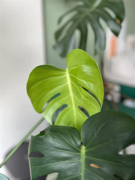 龜背芋寓意|龜背芋風水大解析：招財、除煞、淨化空氣，居家辦公。